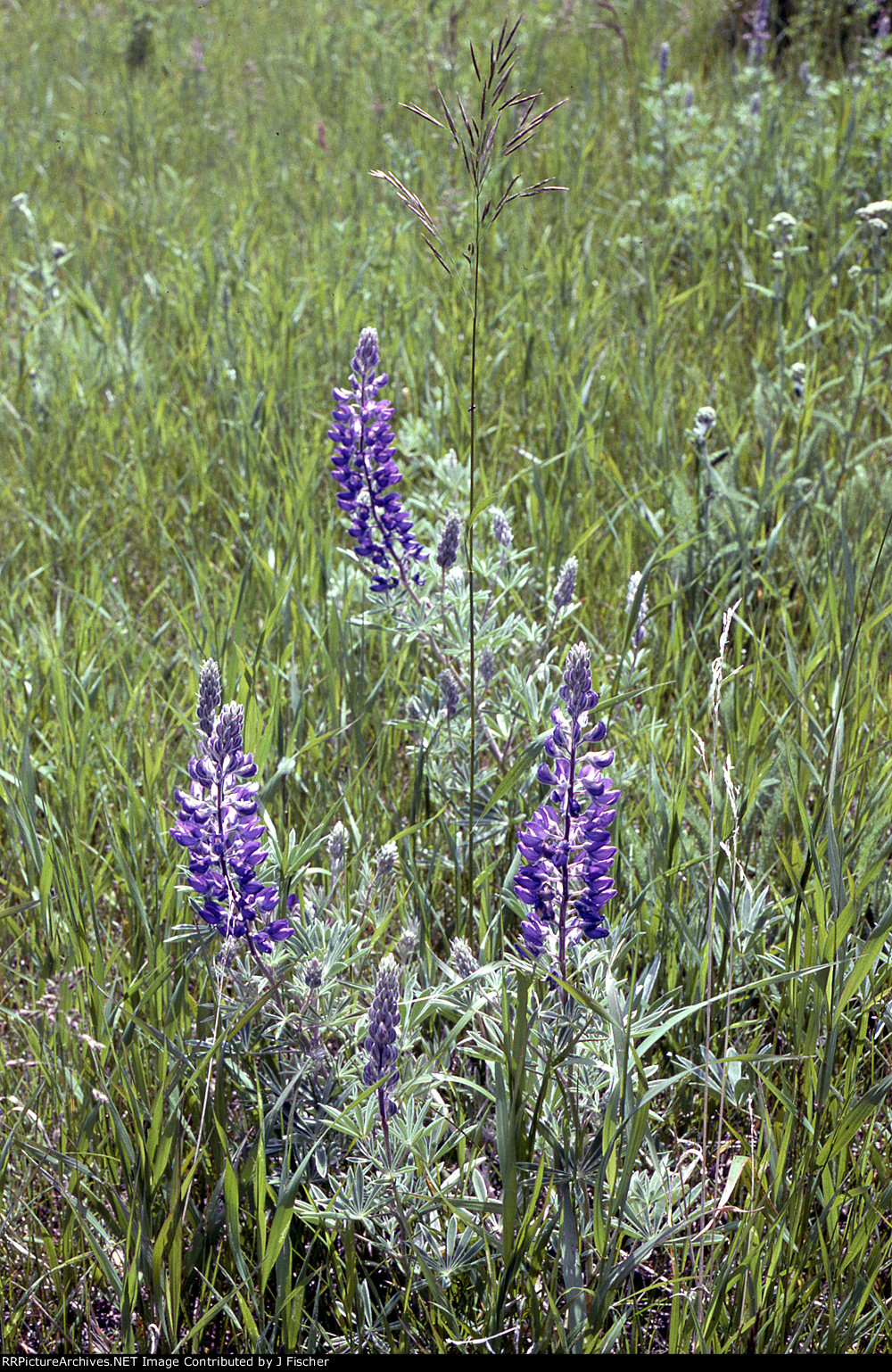 Lupines